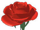 Red Rose, for all visitors